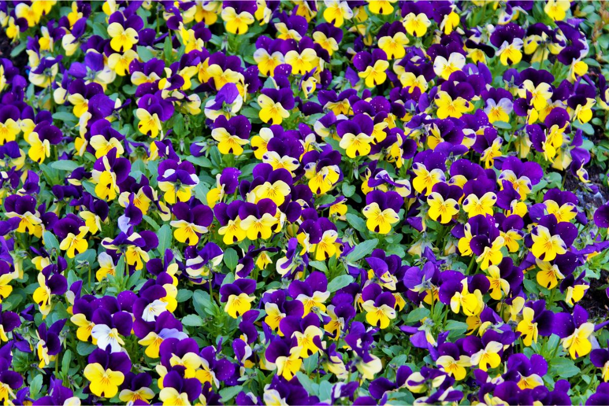 tipuri de flori