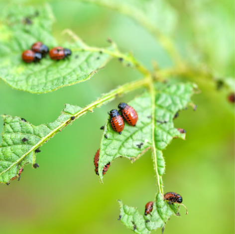 daunatori leguume