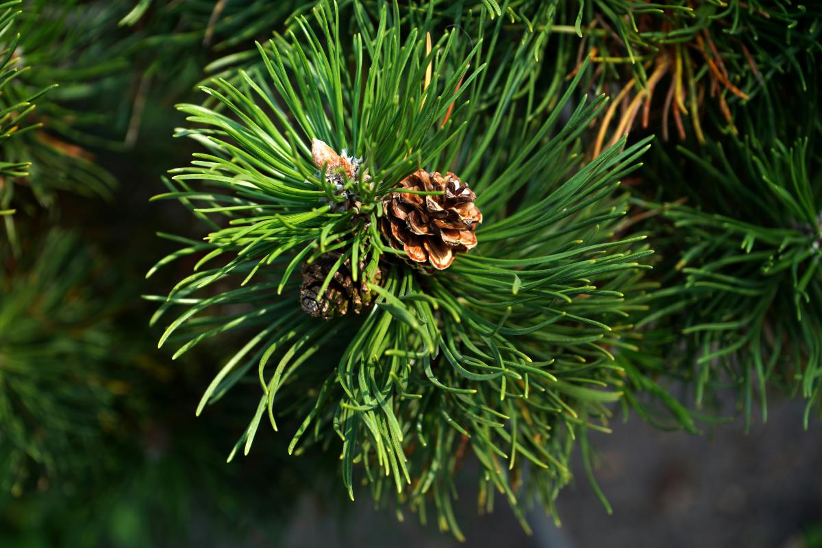 Plante rezistente la temperaturi scăzute