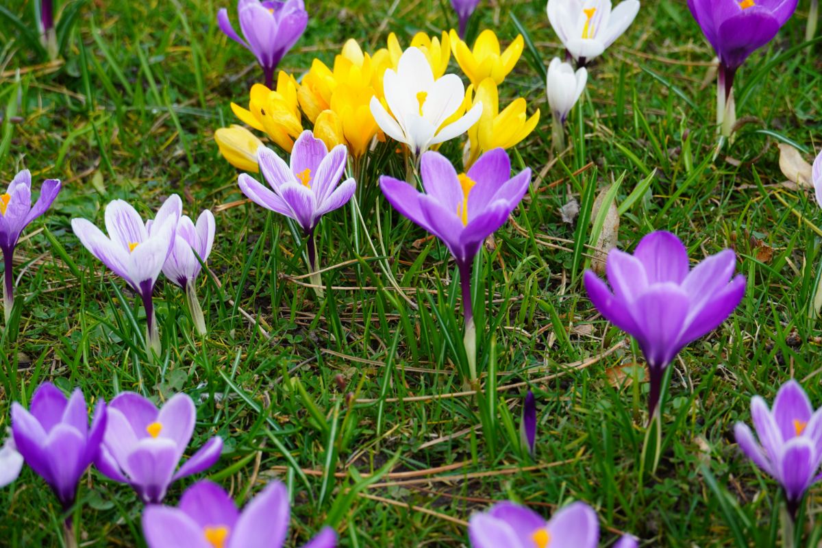 tipuri de flori de gradina