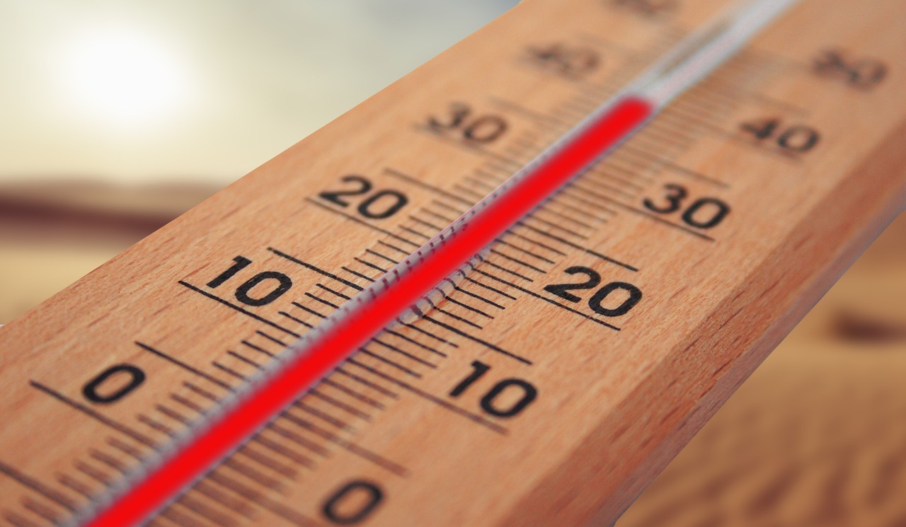 temperatura vinului