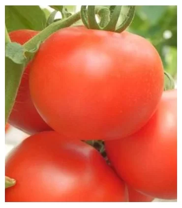 Seminte tomate Kiveli 100 sem.