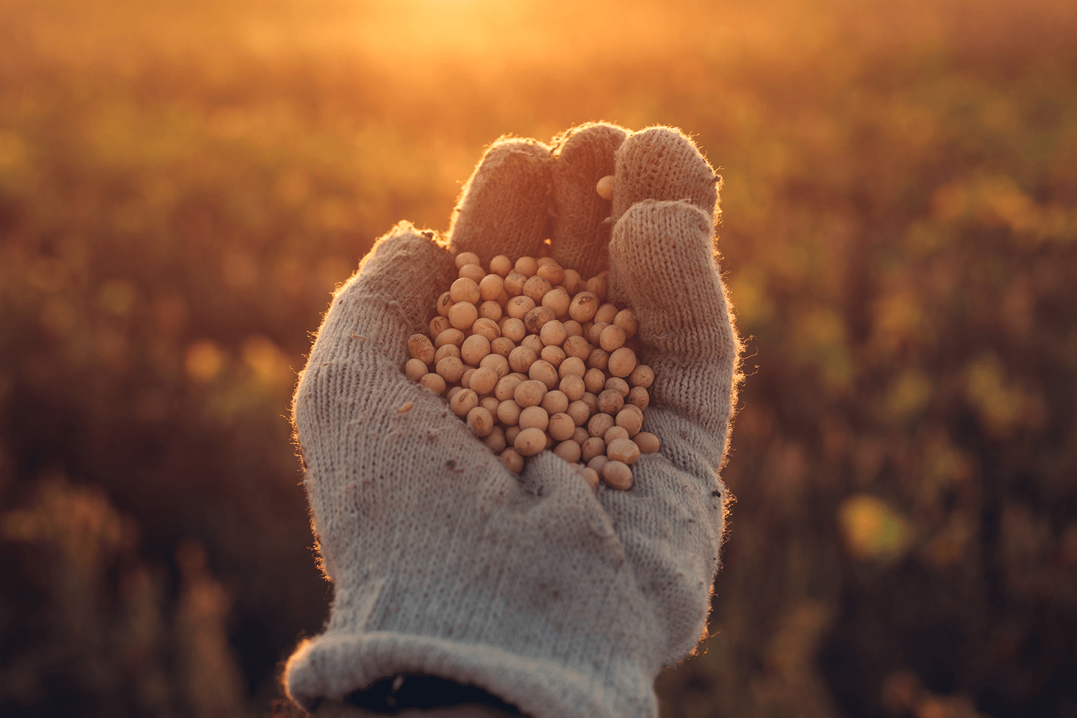 Istoria și originea sosului de soia