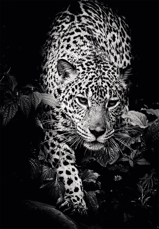Calendar Perete Animale 13 File Ego