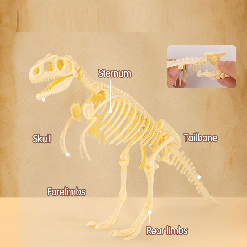 Set creativ fossile detective tyrannosaurus deli [3]