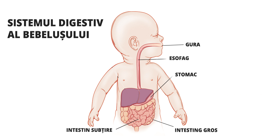 Sistemul digestiv al bebelușilor: gura, esofag, stomac, intestine