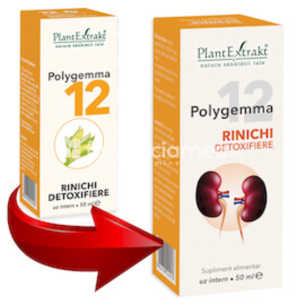 Gemoterapice complexe - Polygemma 12 Rinichi detoxifiere, 50 ml, PlantExtrakt, farmaciamea.ro