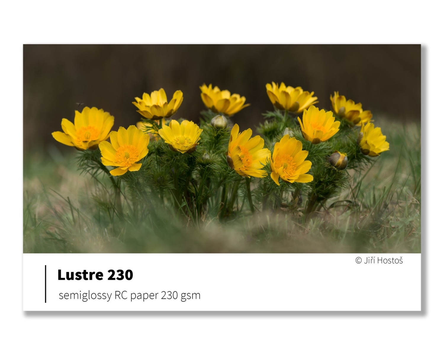 HARTIE INKJET (role) Fomei Photo 230 Luster 43.2cm (30.5m) E...