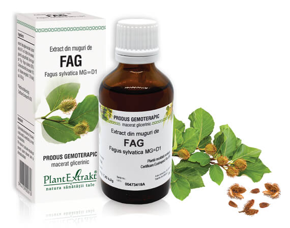 TINCTURI SI GEMODERIVATE - Extract muguri fag (Fagus sylvatica) 50ml, PlantExtrakt, sinapis.ro