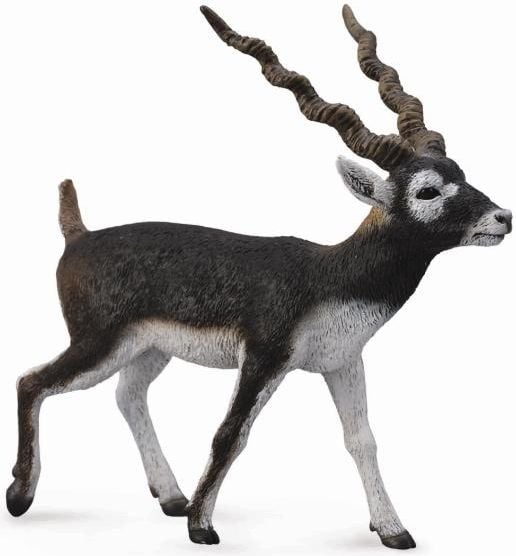 antilope Blackbuck (004-88638)