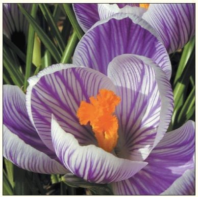 Card DA VINCI Floare Crocus DaVinci + plic ( B2W 202 005)