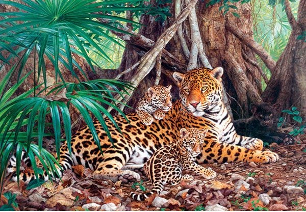 Castorland 3000 EL. Jaguarii din junglă (300280)