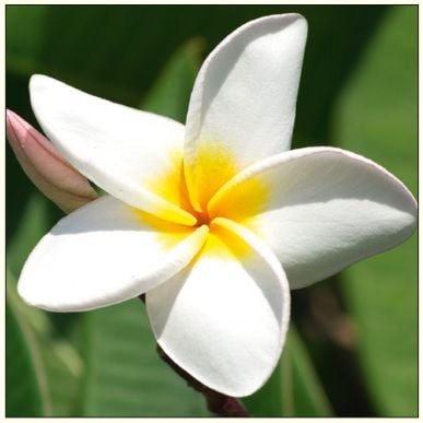 DA VINCI Pass Flower Plumeria DaVinci 16x16 cm + plic (B2W 202 001)