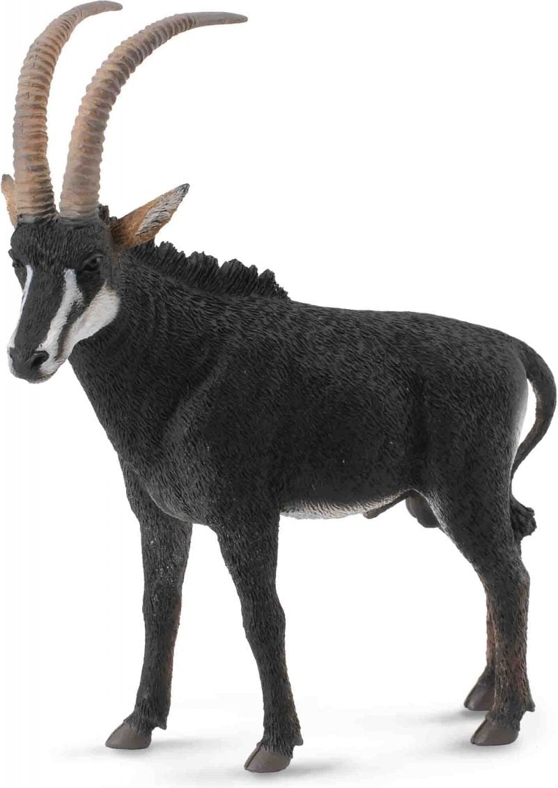 antilope gigant - Male (004-88564)