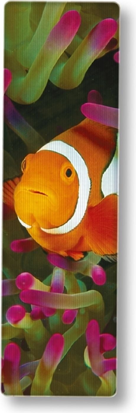 IF National Gegraphic Fila 3D Clownfish