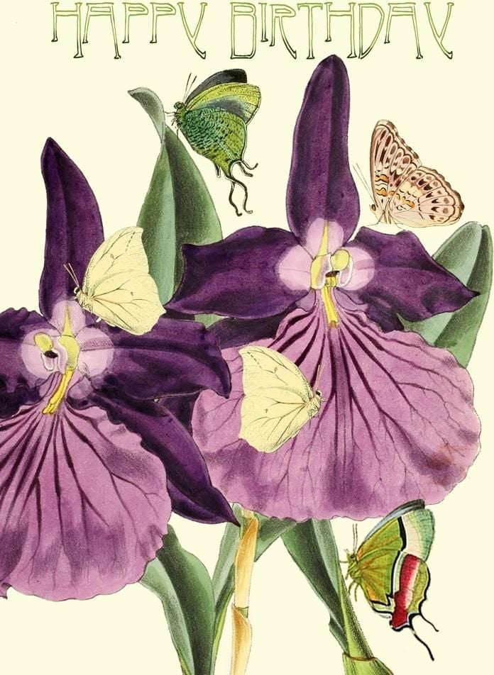 Madame Treacle Card B6 sclipici cu plic Birthday Orchid