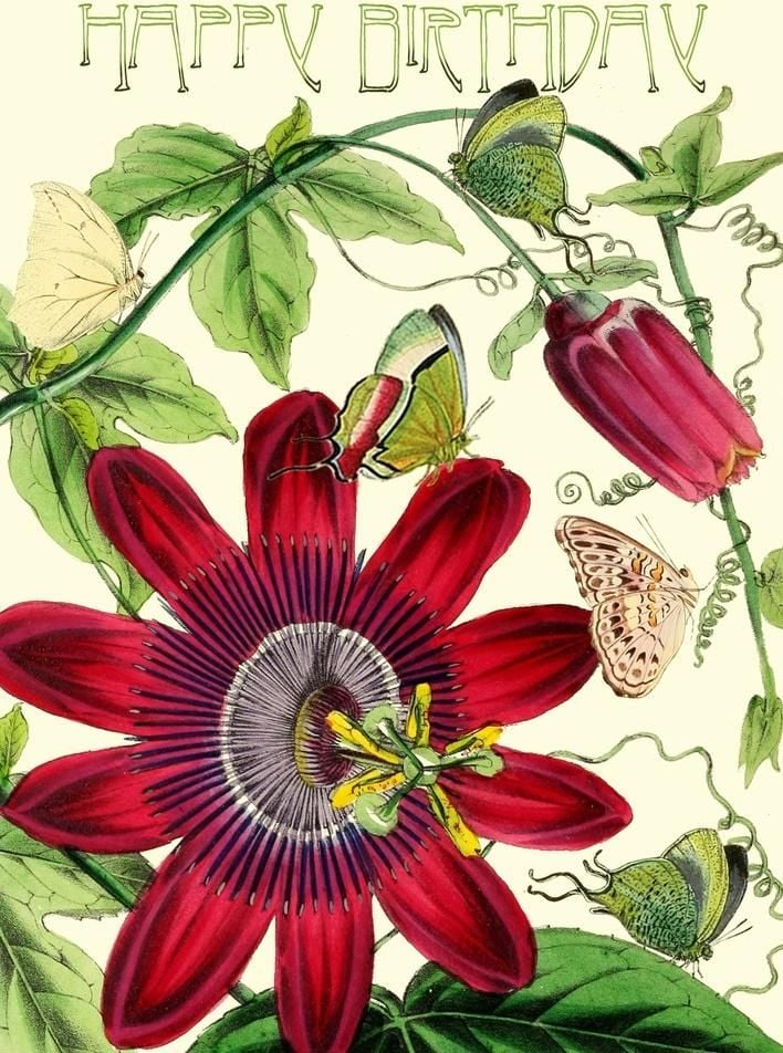 Madame Treacle Card B6 sclipici cu plic Birthday Passiflora