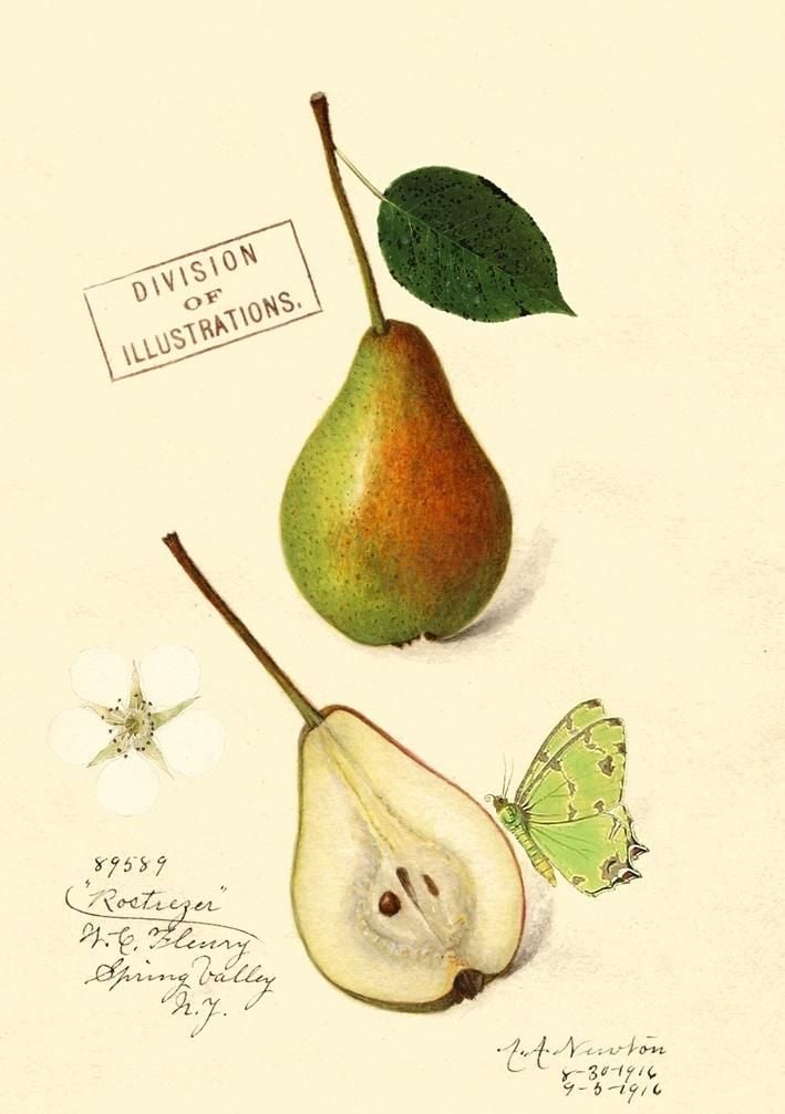Card Madame Treacle B6 cu plic Pear
