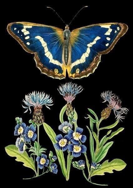 Card Madame Treacle B6 cu plic Fluture albastru