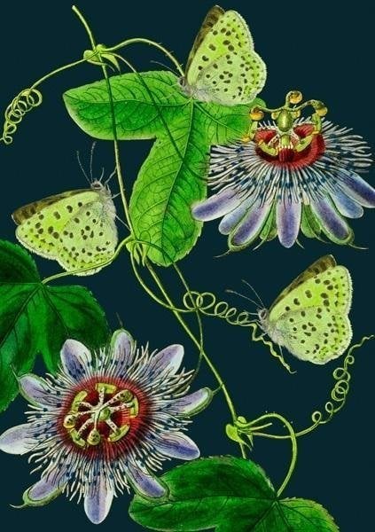 Madame Treacle Pass B6 cu Passiflora Night Plic