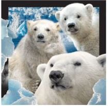 Magnet de frigider care merită păstrat Urși polari 3D