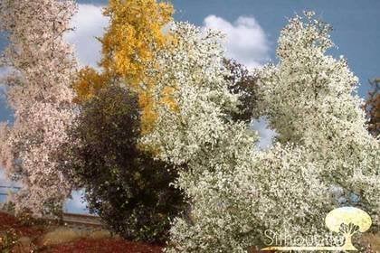 MiniNatur MiniNatur: Arbust de primăvară cu flori filigranate (1:87) (1-2 buc.)