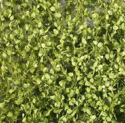 MiniNatur MiniNatur: frunze și ramuri de fag de primăvară (15x4 cm)