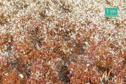 MiniNatur MiniNatur: Tuft - Late Autumn Blooming Vegetation 2 (15x4 cm)