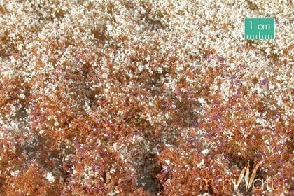 MiniNatur MiniNatur: Tuft - Late Autumn Blooming Vegetation 2 (42x15 cm)