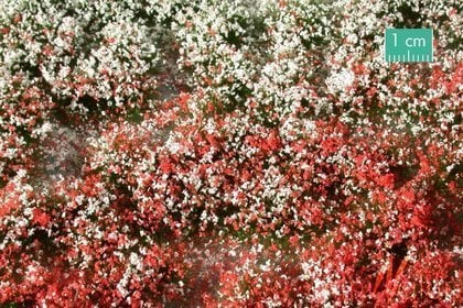 MiniNatur MiniNatur: Tuft - Summer Blooming Vegetation 2 (15x4 cm)
