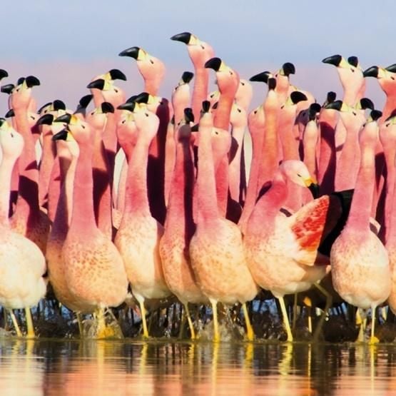 Abonament pentru Piața Muzeelor și Galeriilor cu plic Andean Flamingoes