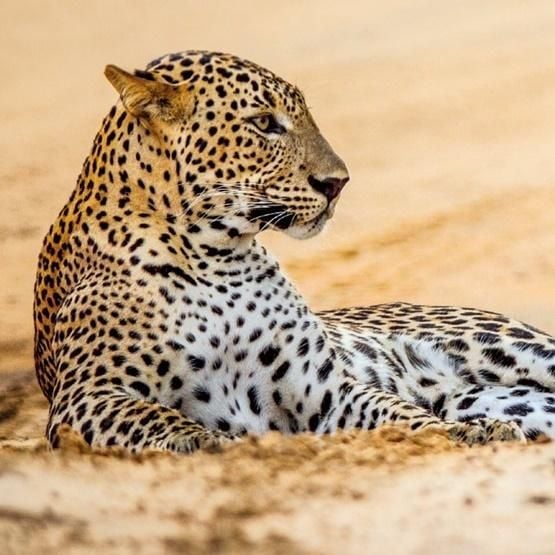 Muzee și galerii Card pătrat cu plic Leopard în nisip