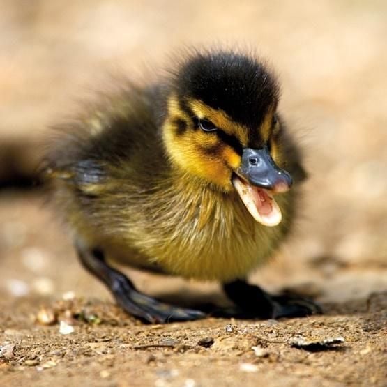 Muzee și galerii Card Square cu plic Mallard Duckiling