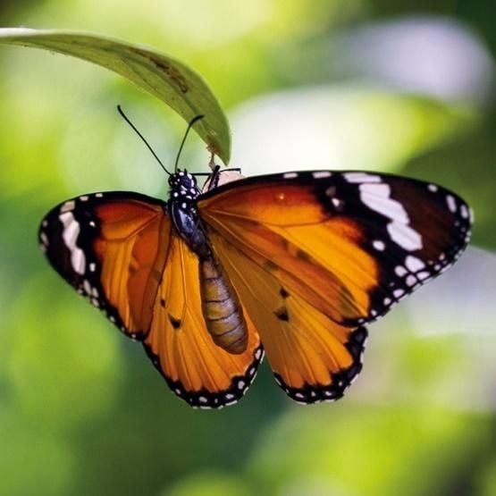 Muzee și galerii Card pătrat cu plic Tiger Butterfly