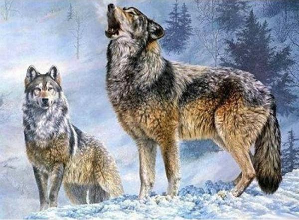 Norimpex Diamond Mosaic Wolves în iarnă 1005260