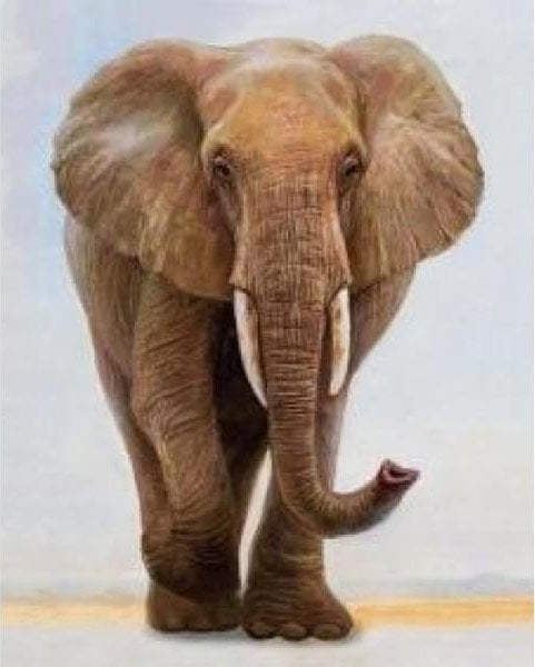 Pictură după numere Elefant singuratic 40 x 50 5654