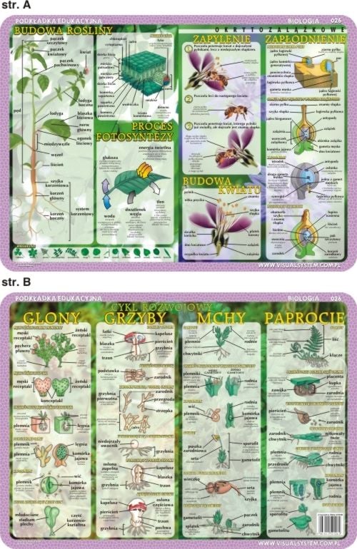 Bloc educativ. Structura unei plante și flori, ciclu de dezvoltare - alge, ciuperci, mușchi, ferigi