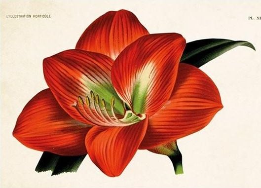 Skona Ting Pass ST335 B6 + plic cu flori de Amaryllis