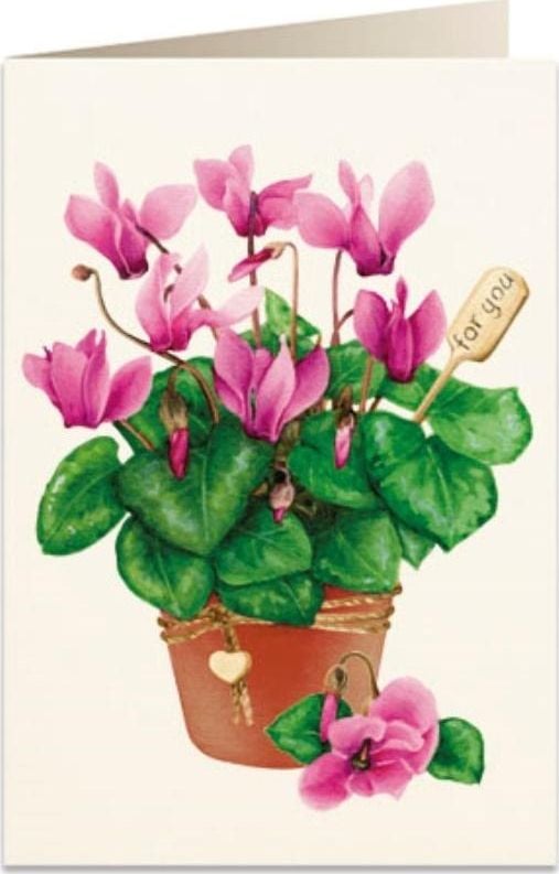 Tassotti Card B6 + plic 5756 Cyclamen