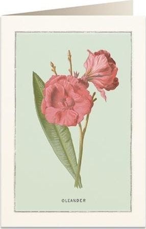 Tassotti Card B6 + plic 6023 Oleander