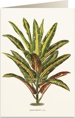 Tassotti Card B6 + plic 6063 Dracena Croton