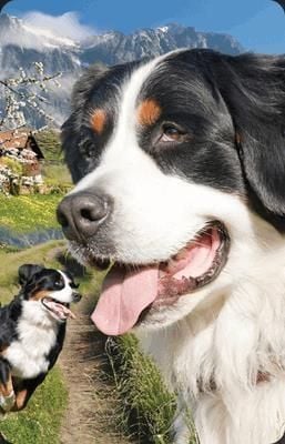 Merită păstrat Mini Card 3D câine de munte bernez