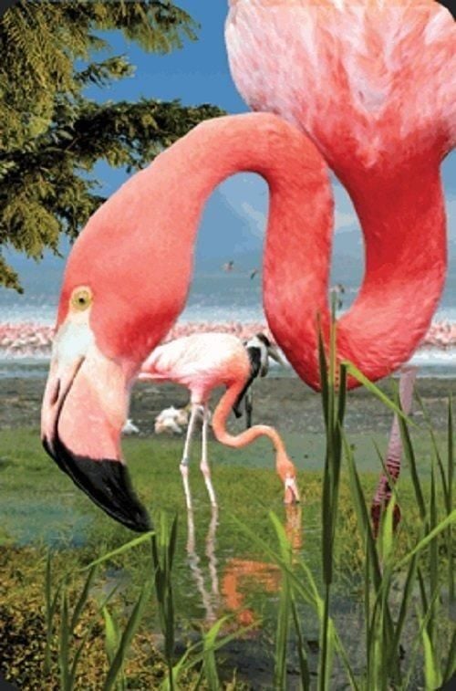 Mini card 3D Flamingo care merită păstrat