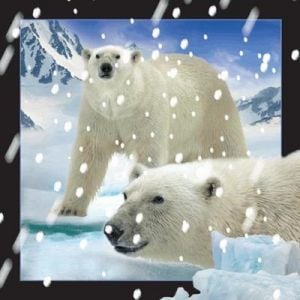 Worth-Keeping Pocztówka 3D Niedźwiedzie Polarne w śniegu (182733)