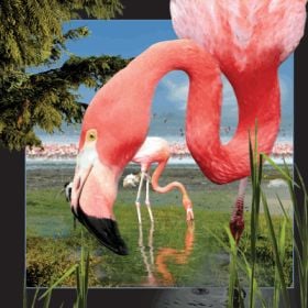 Carte poștală 3D Flamingo care merită păstrat (1068811)