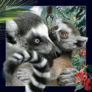 Plicuri - Carte poștală 3D cu lemur care merită păstrat (180133)