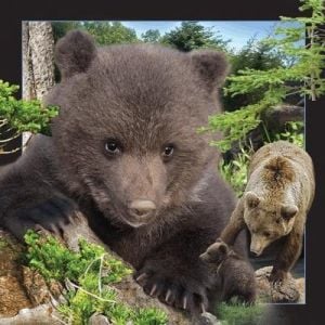 Carte poștală 3D de urs brun care merită păstrat (182734)