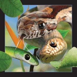 Carte poștală 3D Worth-Keeping Snake (182758)