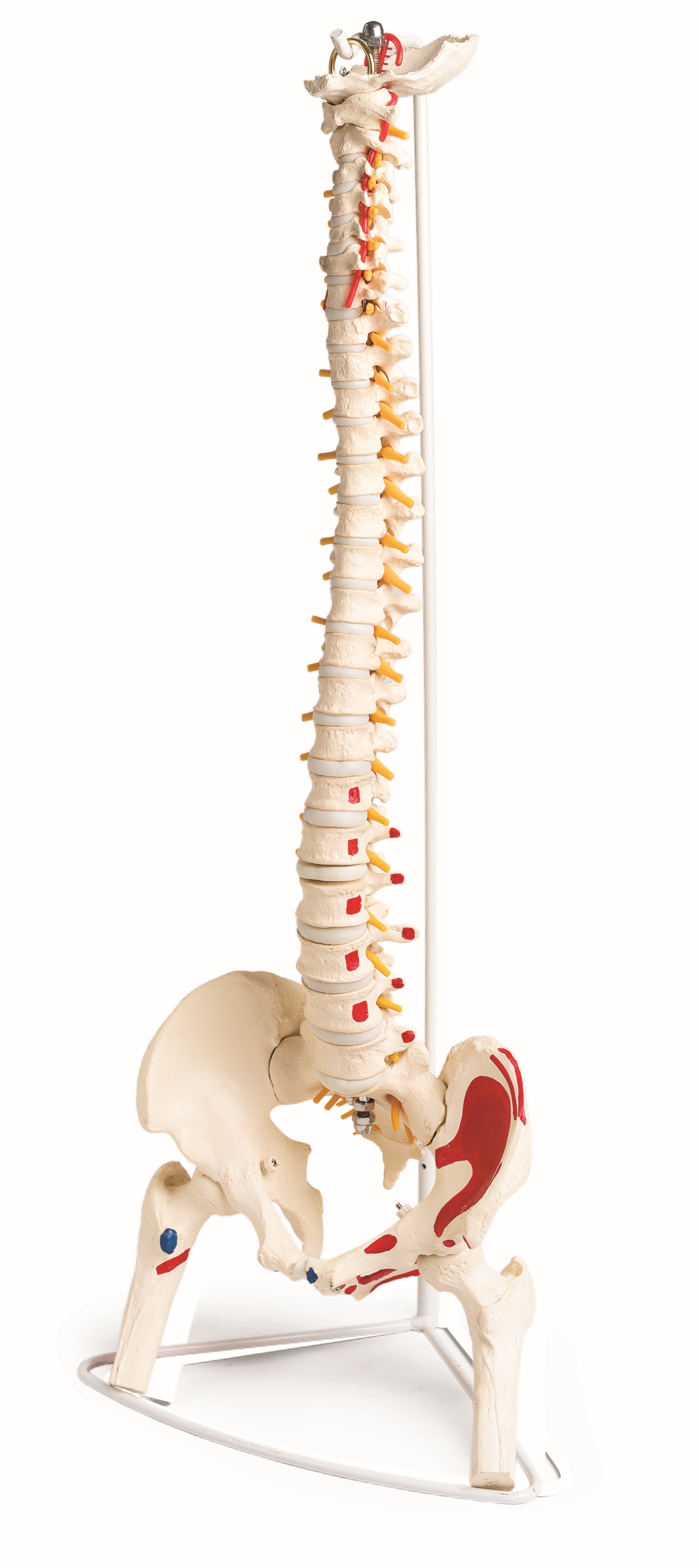 Model Coloana vertebrala din plastic