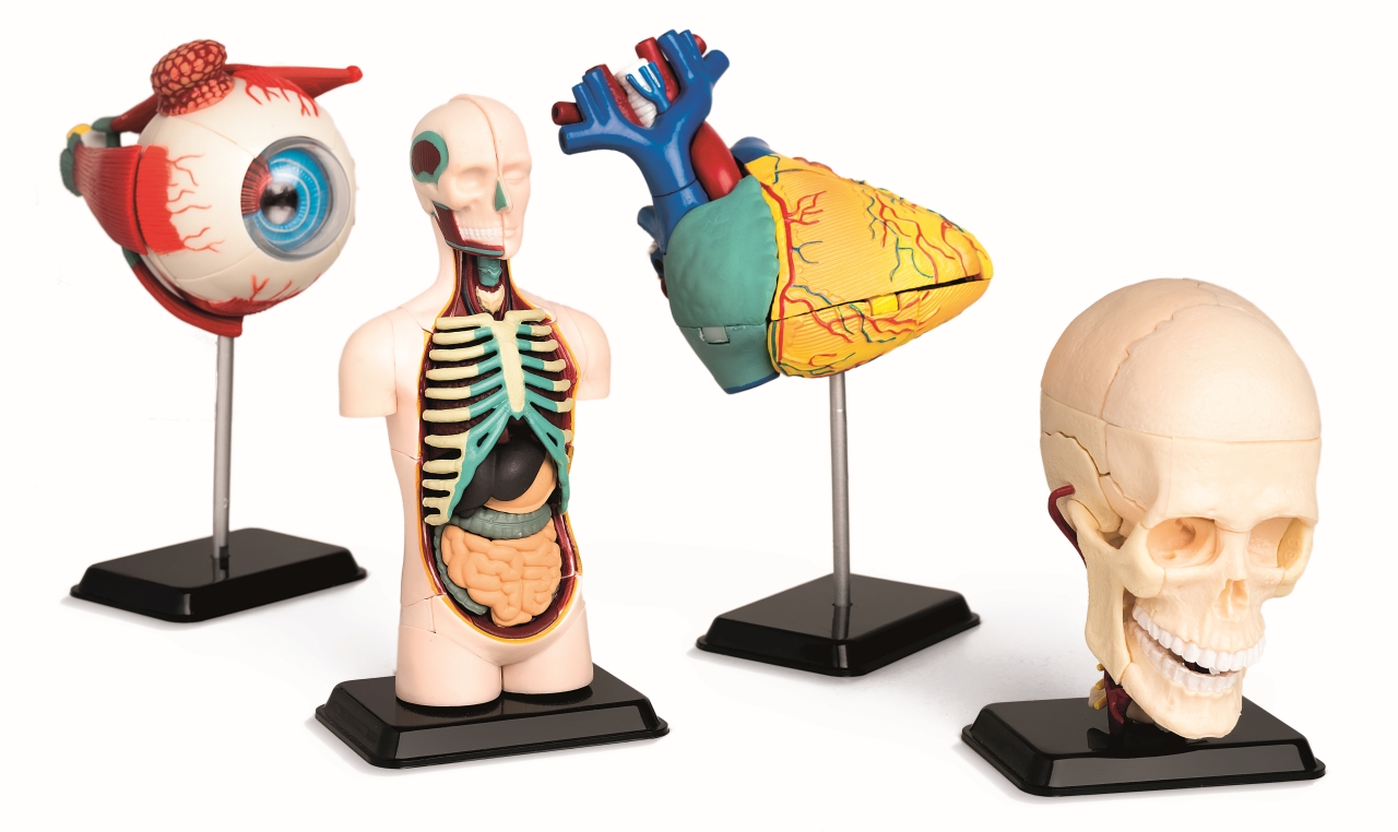 Set de 4 modele mini Corpul uman (ochi, inima, trunchi, craniu) din plastic